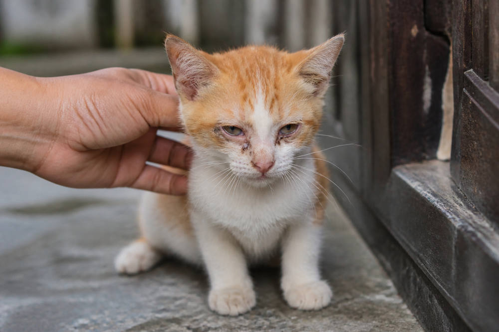 Kucing Menangis: Kenali 8 Penyebab dan Cara Mengatasinya