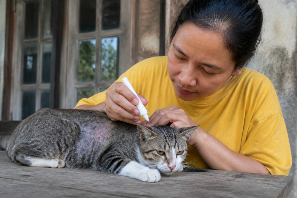 Obat Jamur Kucing: Kandungan Aman dan yang Wajib Dihindari