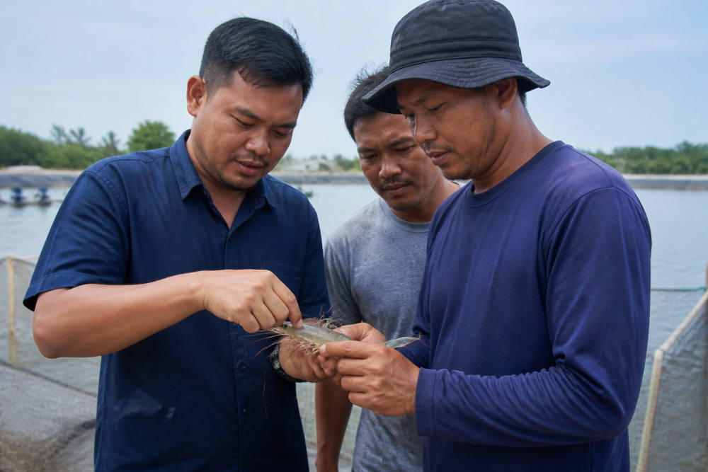 FisTx Produksi Teknologi Nano Lokal Lawan Penyakit Udang