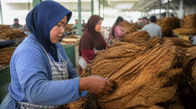 PTPN I Serap 15.000–20.000 Pekerja di Pabrik Tembakau Jember