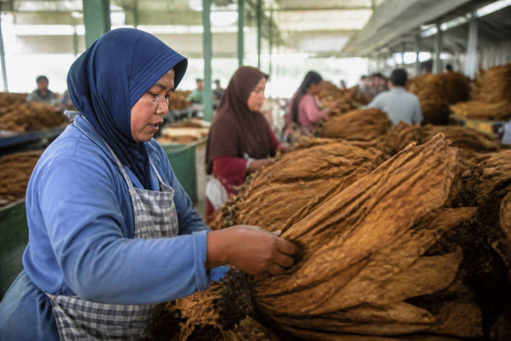 PTPN I Serap 15.000–20.000 Pekerja di Pabrik Tembakau Jember