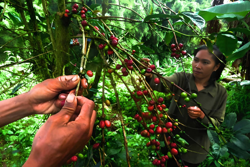 Kopi Liberika Sendoyan, Identitas Kopi Kalimantan Barat yang Kembali Jaya