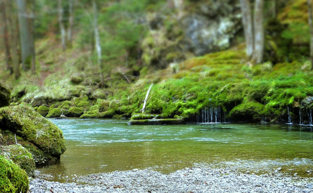 Menyelami Kedamaian: Forest Bathing sebagai Terapi Alam
