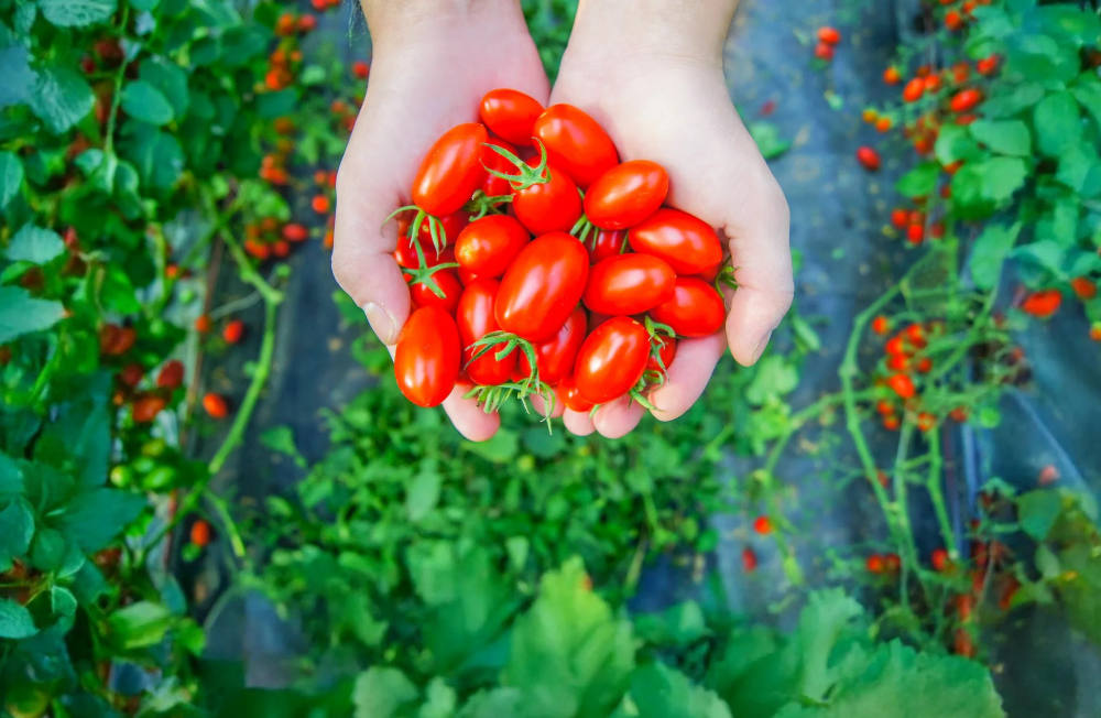 Tomat Stevia Premium Astyfarm Hadirkan Rasa Manis Alami untuk Gaya Hidup Sehat Tomat Stevia Premium Astyfarm Hadirkan Rasa Manis Alami untuk Gaya Hidup Sehat