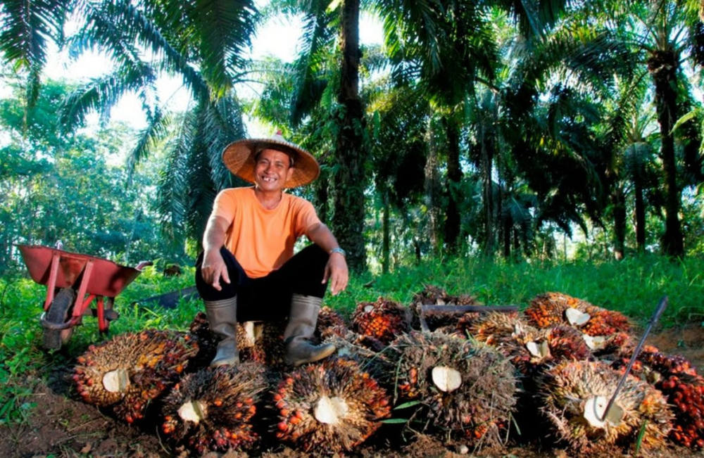 Di Tengah Gejolak Harga Sawit, Holding Perkebunan Nusantara Konsisten Serap TBS Petani