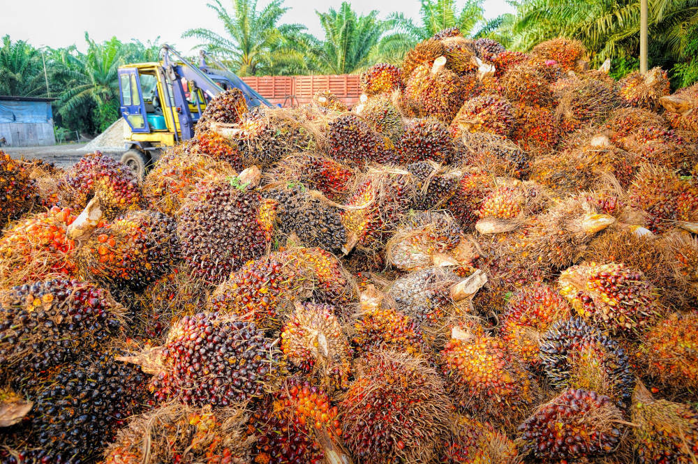 Indonesia Jalankan Uji Coba Biodiesel Dengan 40% Minyak Sawit