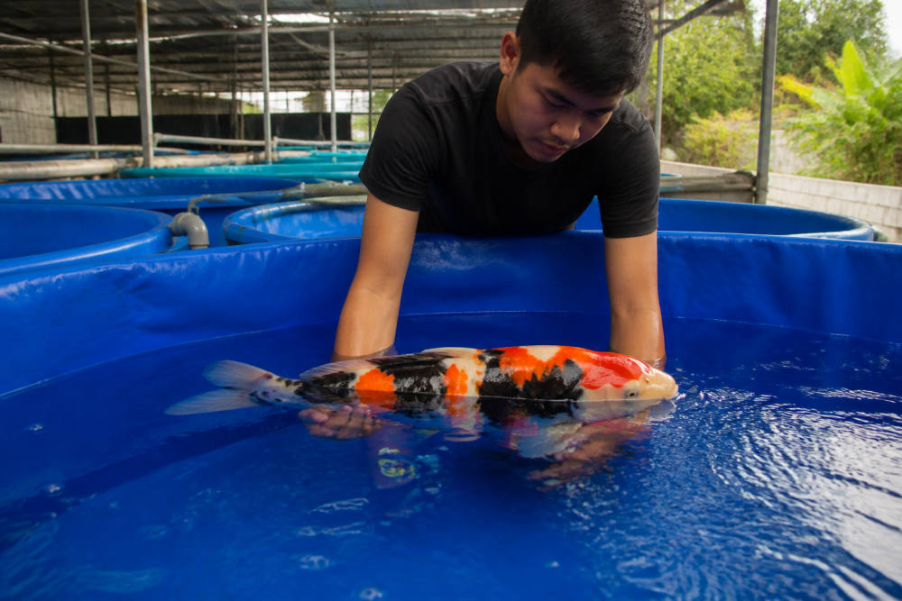 Koi Nation Batu, Breeder Doitsu Showa Diklaim Terbesar ke-2 Dunia