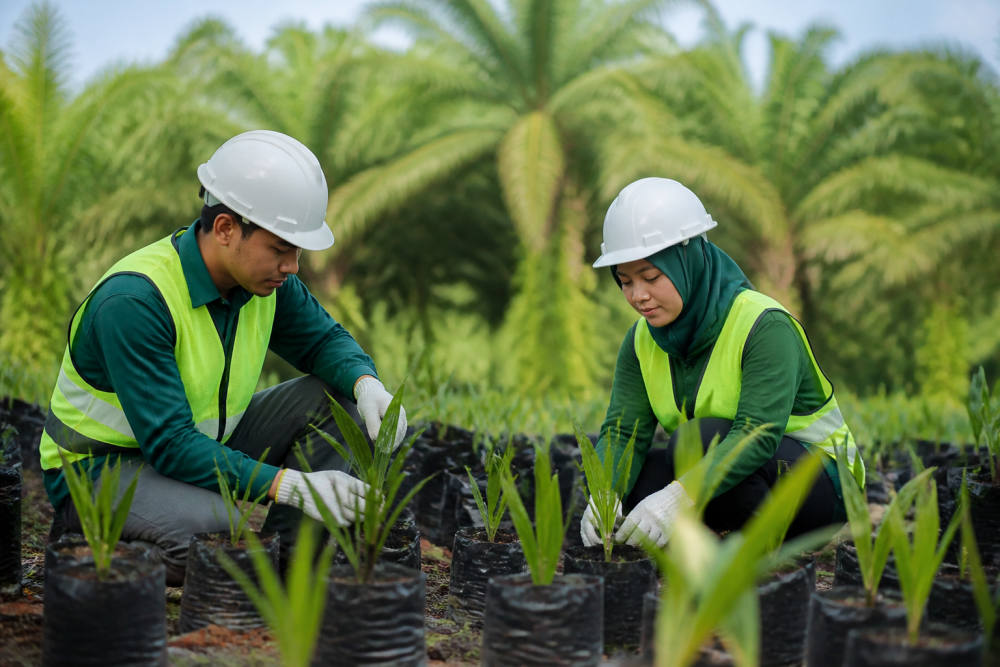PTPN IV PalmCo Magang 2026: Serap 1.328 Peserta di Kebun dan Pabrik