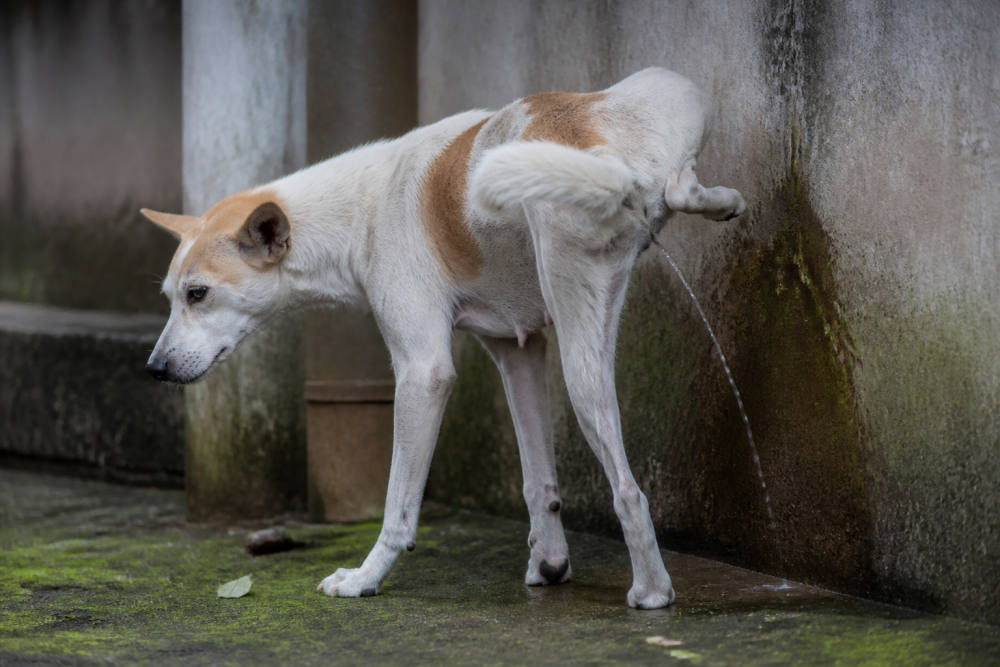 Warna Urine Anjing: Kenali Tanda Sehat, Dehidrasi, hingga Bahaya