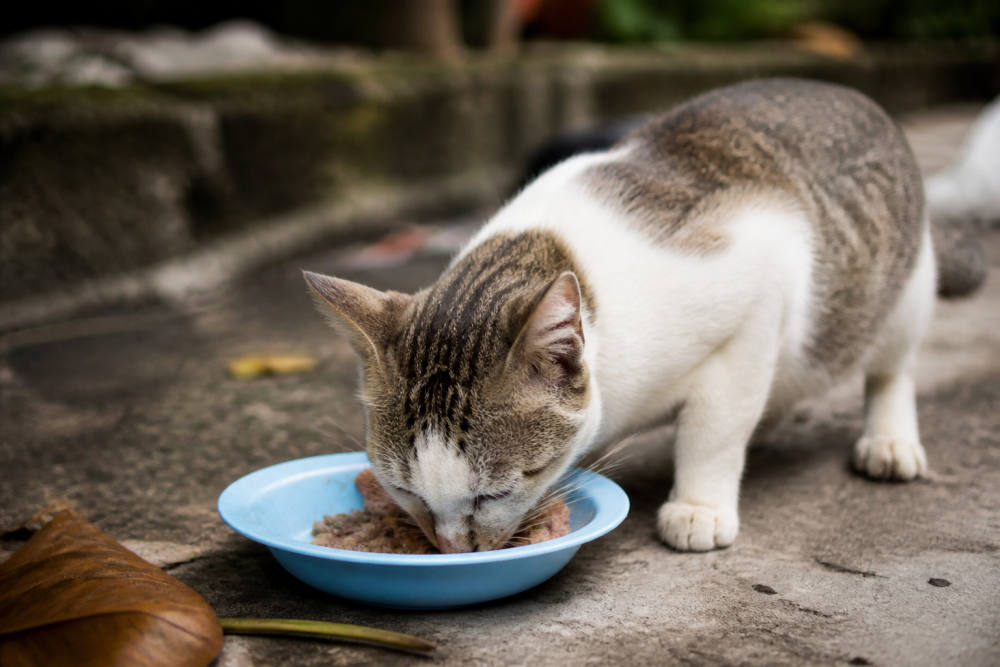 Kucing Kampung Susah Gemuk? Ini 4 Cara Merawatnya agar Sehat Kucing Kampung Susah Gemuk? Ini 4 Cara Merawatnya agar Sehat