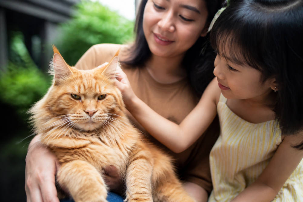 Kucing Besar Ramah Keluarga: 10 Ras Populer untuk Dipelihara