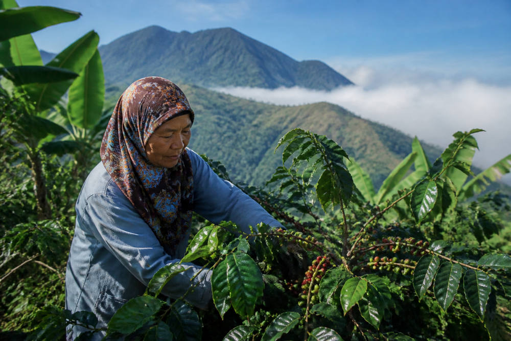 Kebun Kopi Ijen PTPN I: Warisan Kolonial yang Masih Menghidupi Kebun Kopi Ijen PTPN I: Warisan Kolonial yang Masih Menghidupi
