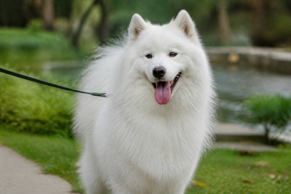 Anjing Samoyed: 10 Ciri Khas dan Panduan Merawatnya Anjing Samoyed: 10 Ciri Khas dan Panduan Merawatnya