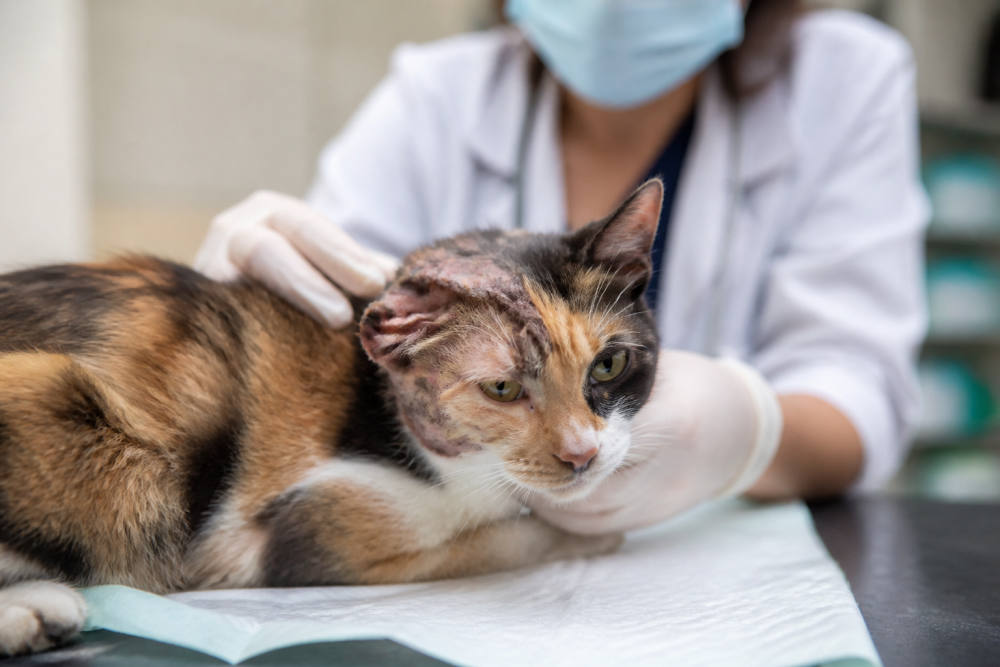 Kucing Kena Ringworm? Kenali Gejala dan Cara Mengobatinya