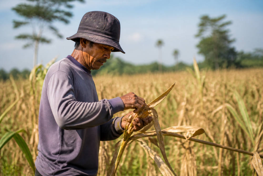 PTPN I Siapkan 10.000 Hektare Lahan untuk Tanam Jagung