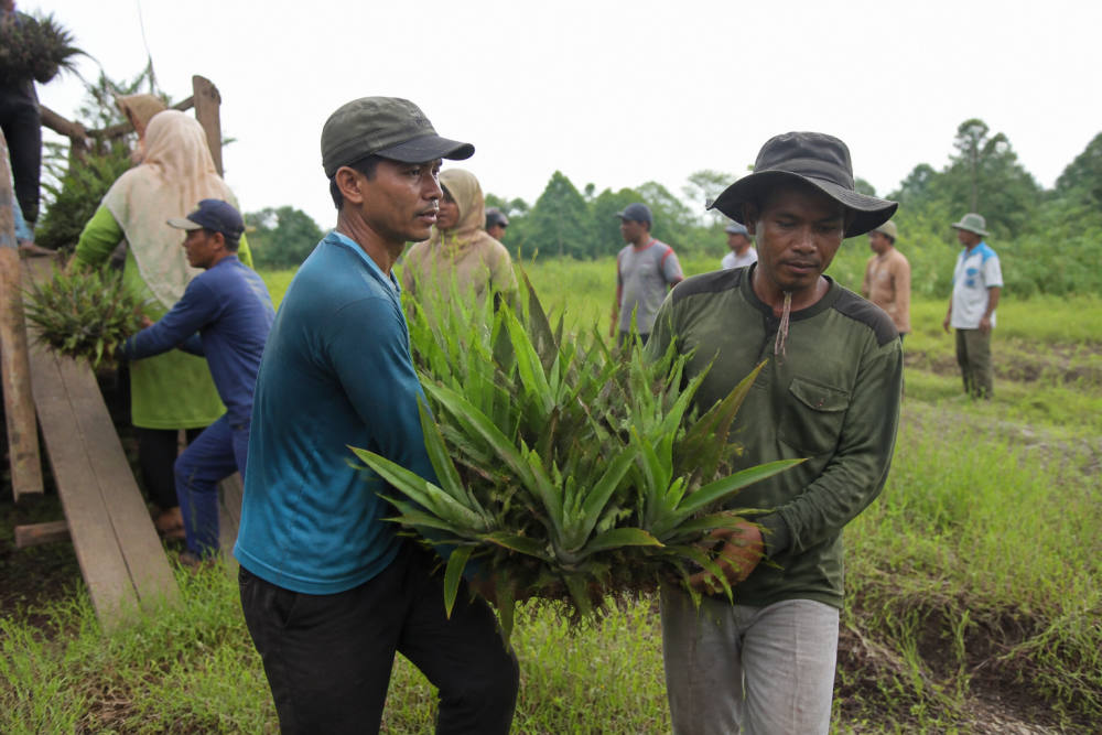 PTPN IV PalmCo Salurkan 1.500 Bibit Nanas ke Dua Desa Jambi