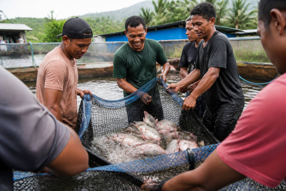 Sadaka Farm Panen Perdana 2 Ton Ikan Nila di Halmahera Utara