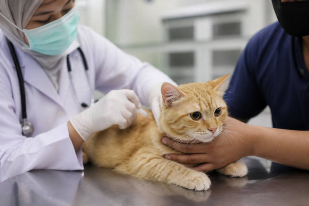 Virus Kucing: Kenali Jenis, Gejala, dan Cara Mencegahnya