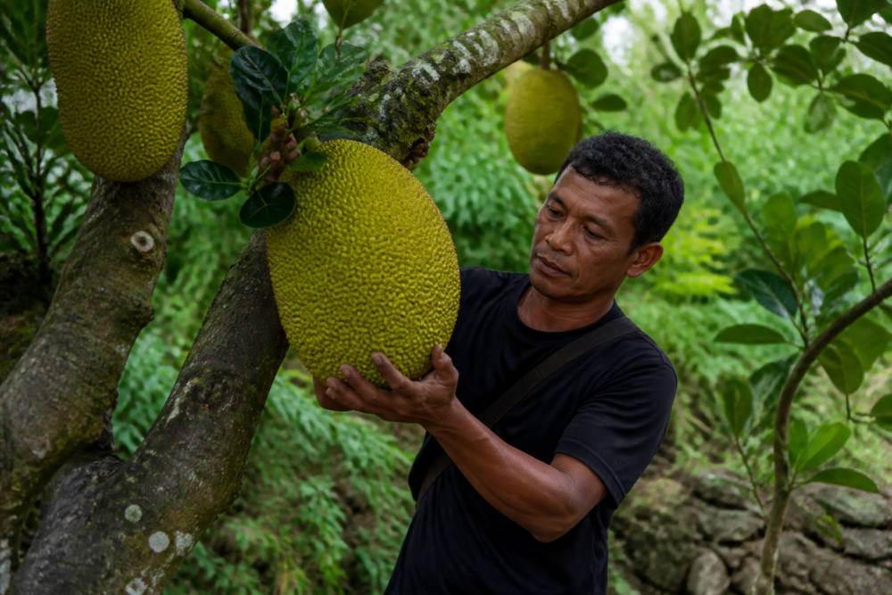 Wanaboga Nangka Gunungkidul: Hutan Pertamina Pemasok Gudeg Wanaboga Nangka Gunungkidul: Hutan Pertamina Pemasok Gudeg