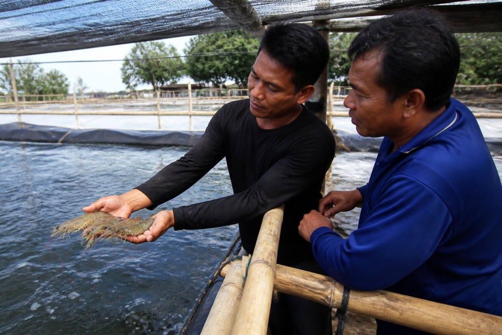 Ensiklopedia Budidaya Udang Gratis FisTx untuk Target 2029 Ensiklopedia Budidaya Udang Gratis FisTx untuk Target 2029