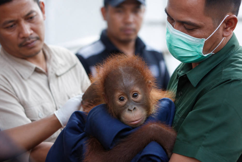 Orangutan Sumatra Dipulangkan dari India, 5 Ekor Lagi Menyusul 2026