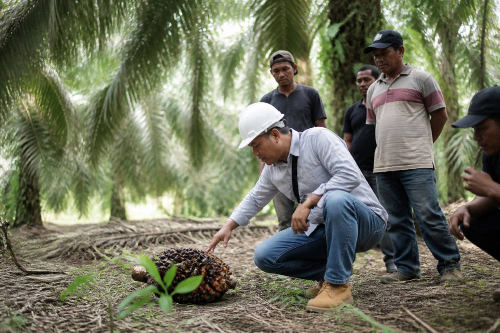 PTPN IV PalmCo Latih 126 Pekebun Sawit Simalungun di Kebun Adolina